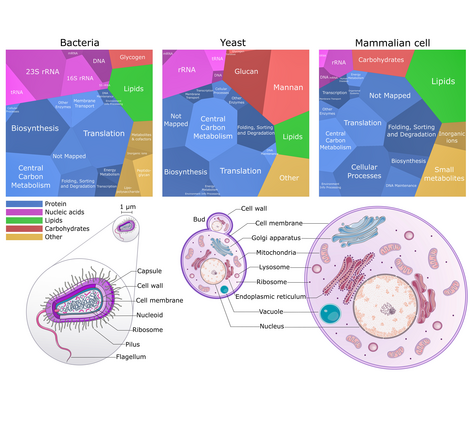 Biomass composition and cell structure of a typical bacterial, yeast, and a mammalian cell