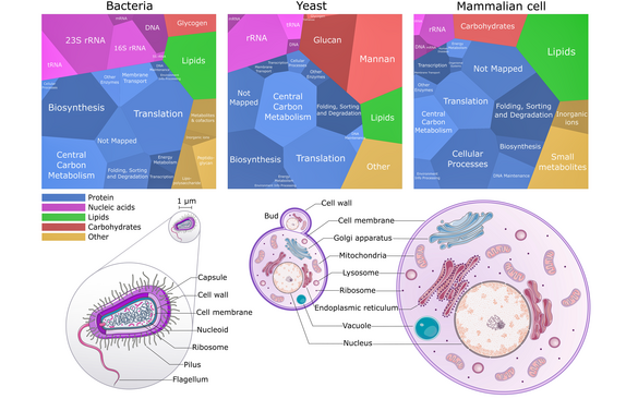 Biomass composition and cell structure of a typical bacterial, yeast, and a mammalian cell