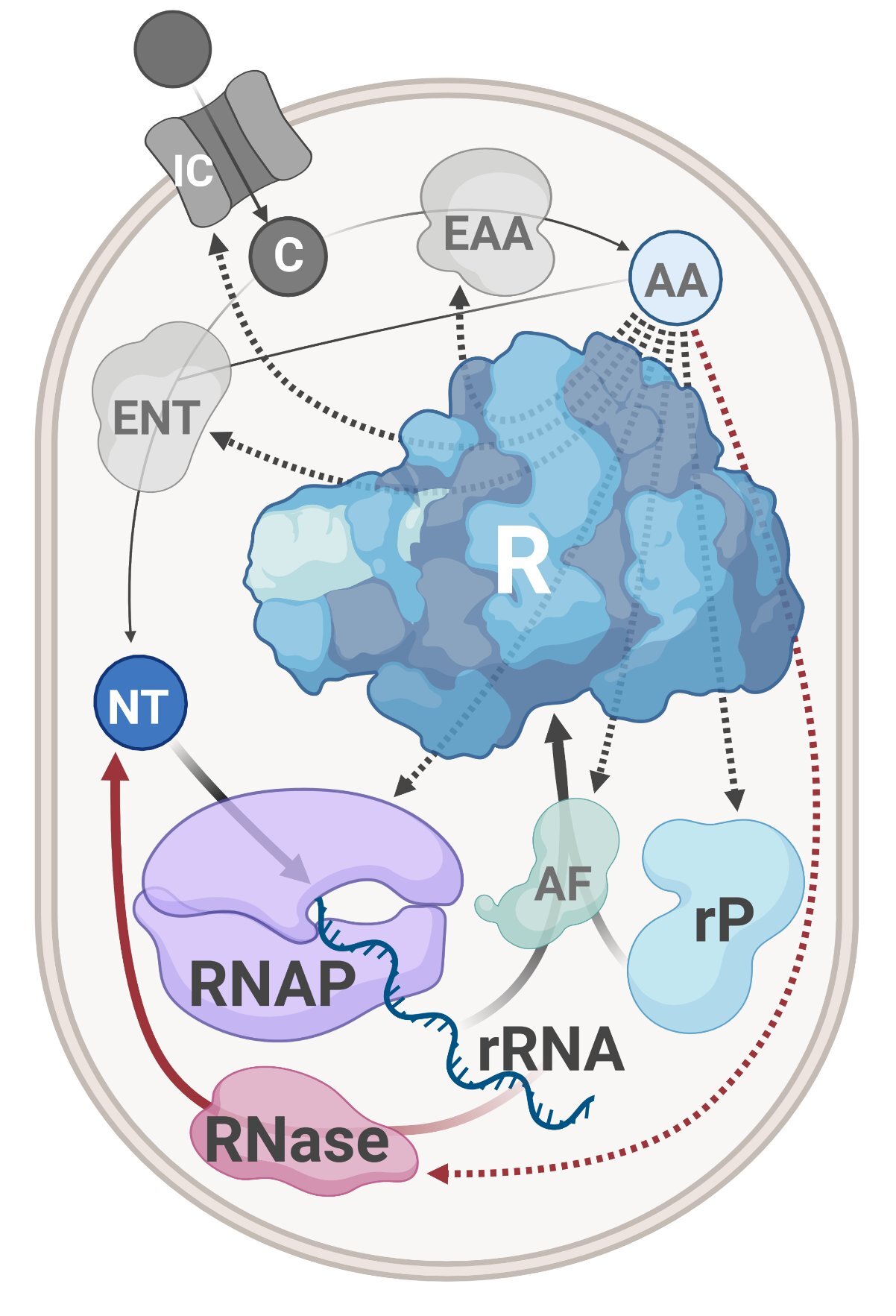 Biochemical Network Analysis